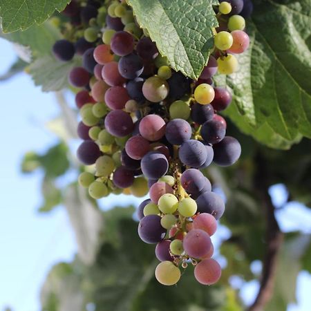 Casa-Finca El Maipez De Tejeda Las Palmas de Gran Canaria Eksteriør bilde
